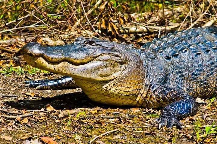 Large Airboat Swamp Tour from New Orleans: High-Speed Bayou Adventure photo 3