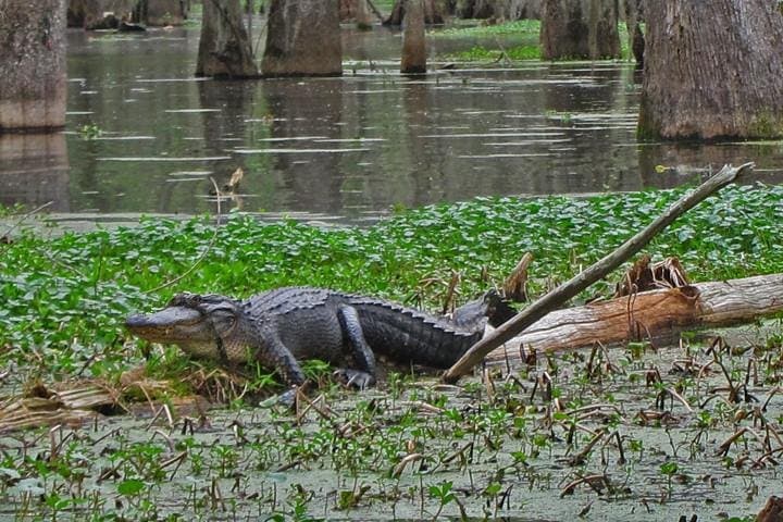 New Orleans City & Barataria Swamp Full-Day Tour: French Quarter, Tombs, and Gators photo 6