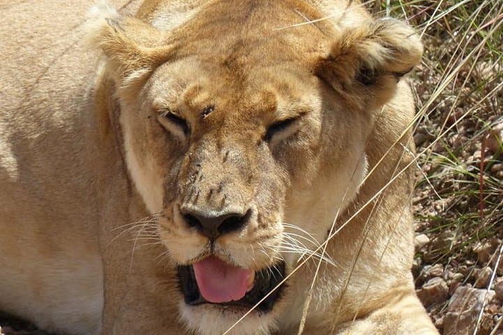 Budget 3-Day Group Safari to Maasai Mara: From Nairobi to the Great Migration photo 2