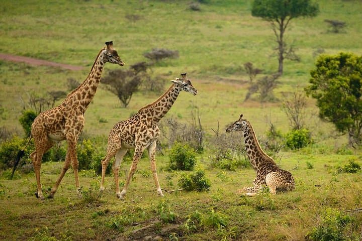 Walking with Mount Meru: Full-Day Guided Tour in Arusha National Park