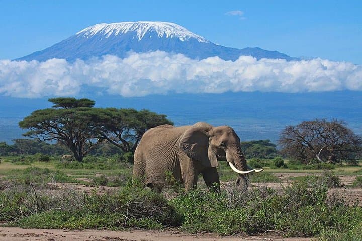 Amboseli Overnight Safari from Nairobi — Elephants, Kilimanjaro & Classic Game Drives photo 2