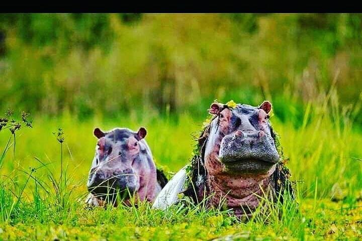 Hell's Gate & Lake Naivasha Day Tour: Bike the Gorges and Spot Hippos photo 2