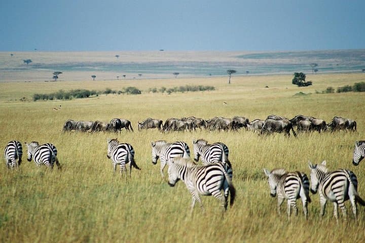 4-Day Budget Safari: Maasai Mara & Lake Nakuru Highlights