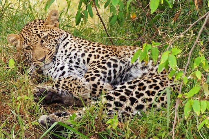 Budget 3-Day Group Safari to Maasai Mara: From Nairobi to the Great Migration