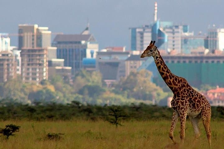 Half-Day Nairobi National Park Safari: Early Morning Game Drive from Nairobi photo 2