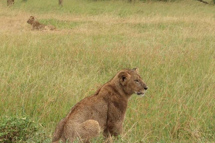 3-Day Private Masai Mara Safari from Nairobi: Big Five & Wildebeest Migration