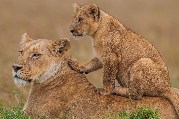 8-Day Kenya & Tanzania Private Lodging Safari: Masai Mara to Ngorongoro