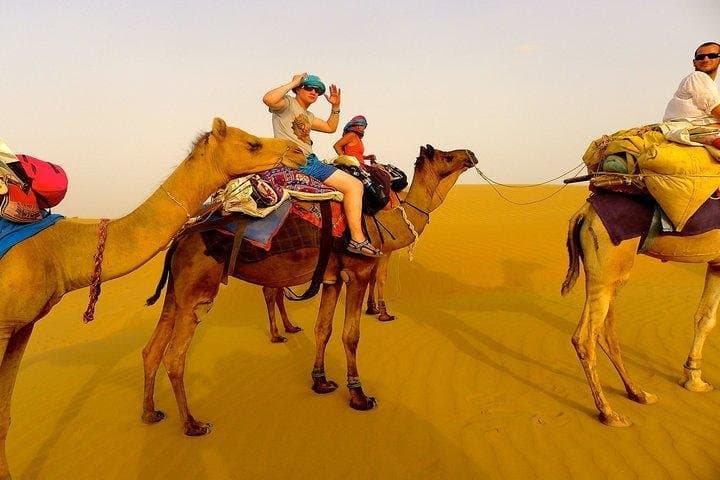 Explore the National Camel Research Center: Bikaner's Camel Rides & Conservation Tour