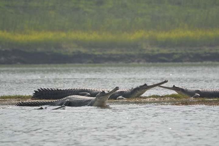 National Chambal Sanctuary River Safari from Agra — Gharials, Dolphins & Migratory Birds