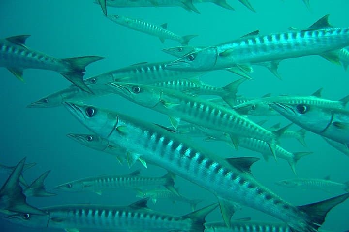 Full-Day Phi Phi Dive Trip from Phuket — 3 Dives at Koh Bida, Shark Point & Koh Doc Mai photo 3