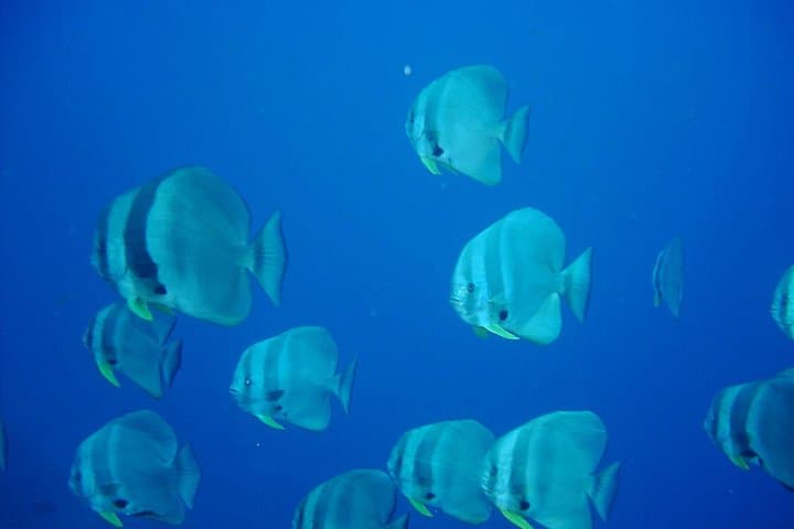 Racha Yai Dive Trip from Phuket — Two-Tank Scuba with Wrecks and Coral Gardens photo 2