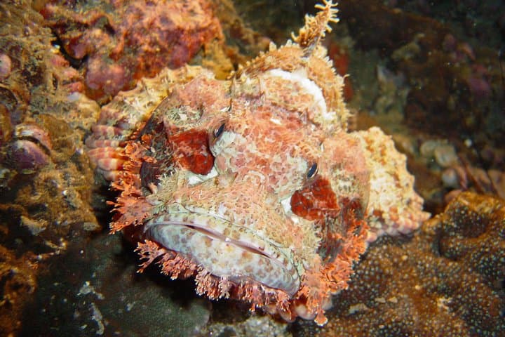 Phuket King Cruiser Wreck: 3-Dive Day Trip to Shark Point & Koh Doc Mai photo 6
