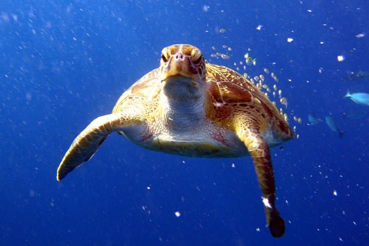 Full-Day Similan Islands Scuba Diving from Phuket — Two-Tank Guided Trip photo 2