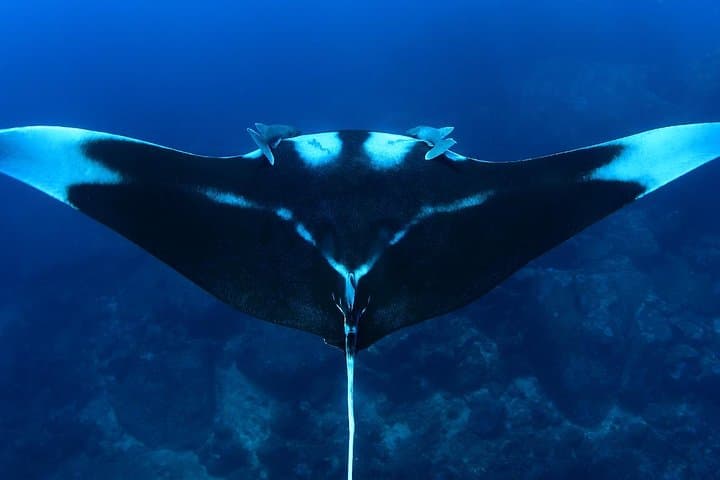 Full-Day Koh Bon Manta Ray Dive from Phuket — Guided Scuba Adventure
