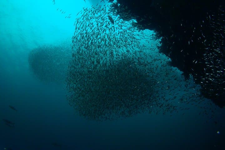 Full-Day Koh Bon Manta Ray Dive from Phuket — Guided Scuba Adventure photo 3