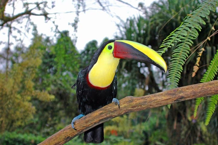 Early Morning Bird Watching at Arenal Volcano — La Fortuna Guided Tour photo 3