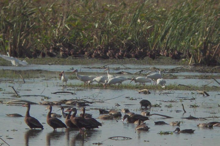 Caño Negro Boat Tour from La Fortuna — Wetlands Birdwatching & Local Lunch photo 5