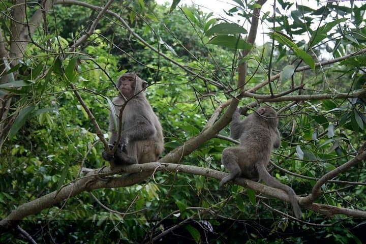 Cuc Phuong National Park Day Trip from Hanoi — Primate Rescue & Jungle Hike photo 2