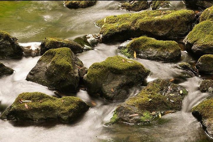 Walk Mill Valley Redwoods and Mt. Tamalpais: Guided 3–4 Hour Forest Walk photo 2