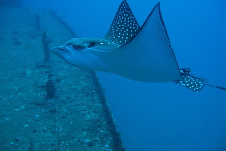 Explore Oahu’s Wrecks: Two-Tank Certified SCUBA from Waikiki photo 5