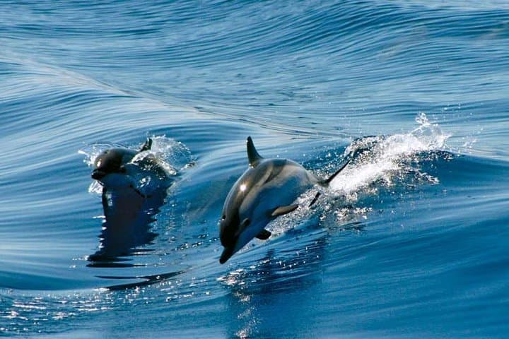 Gibraltar Dolphin Adventure: Boat Tour to See Wild Dolphins by the Rock