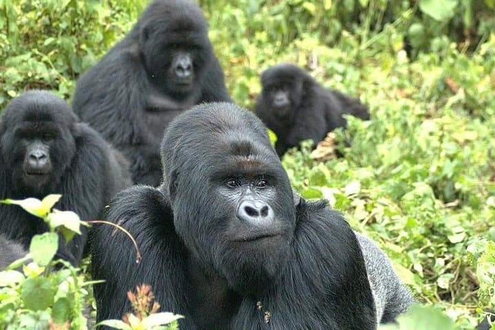 5-Day Rwanda Gorilla Trekking and Lake Kivu Safari — Volcanoes National Park Adventure