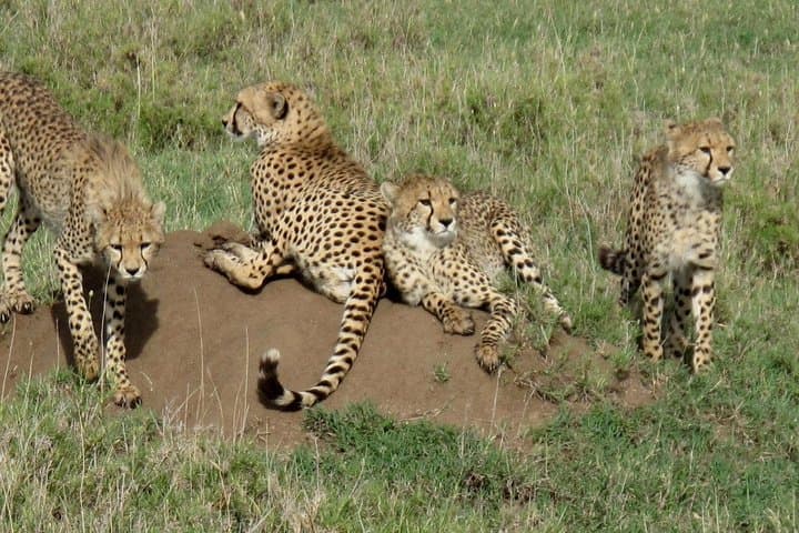 4-Day Kidepo Wildlife Safari — Kidepo Valley National Park from Kampala