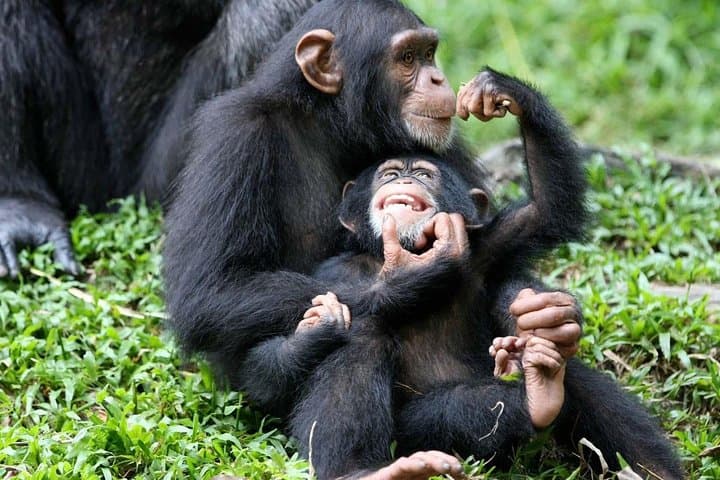 6-Day Bwindi, Kibale & Murchison Falls Gorilla and Safari Adventure photo 2