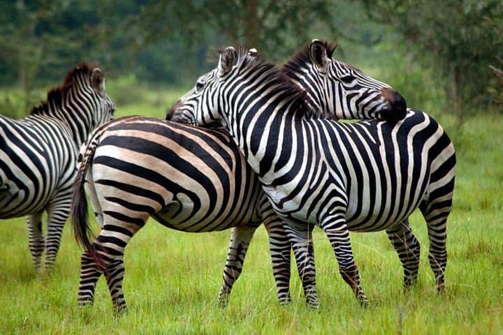 4-Day Queen Elizabeth and Lake Mburo Savanna Safari, Uganda photo 1