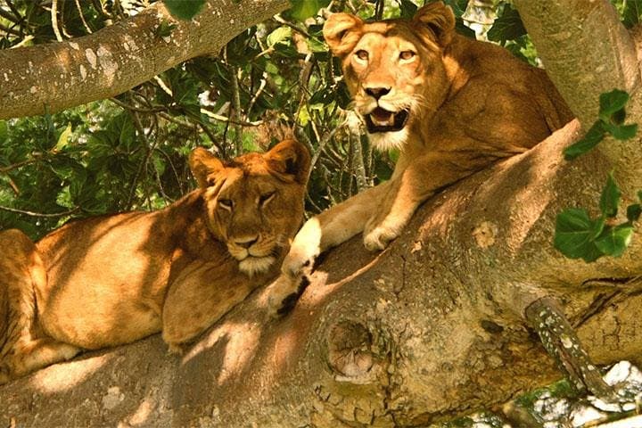 Bwindi Gorilla Trekking and Queen Elizabeth 5-Day Safari Adventure