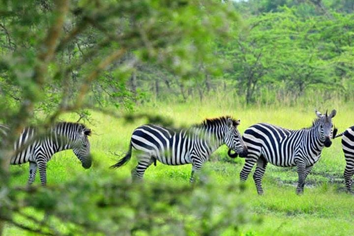 Lake Mburo Day Tour from Kampala: Game Drive, Boat Launch & Guided Nature Walk
