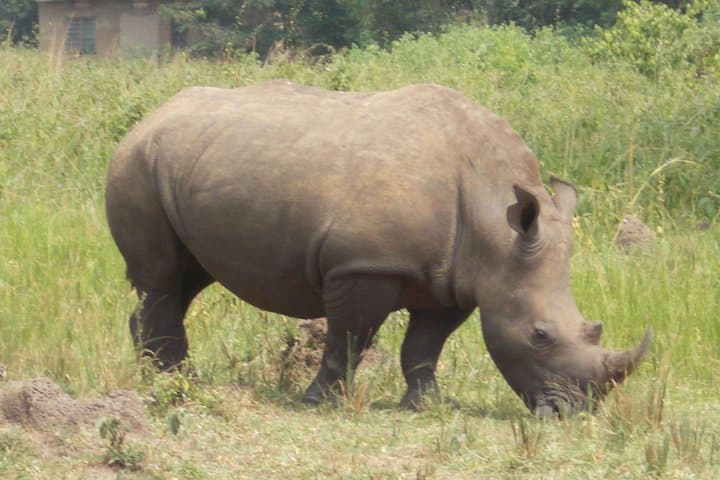 One-Day Ziwa Rhino Tracking Trip from Kampala