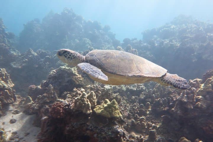 Molokini and Turtle Arches Snorkeling Trip from Ma'alaea Harbor — Maui's Best Day-Boat Adventure photo 3
