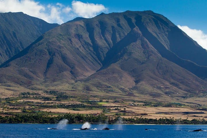 Maui Premium Sunset Whale-Watching Dinner Cruise from Ma'alaea Harbor photo 2