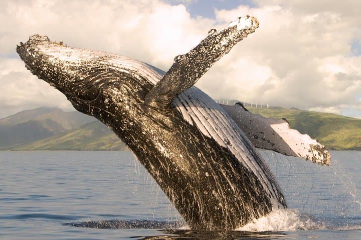 Maalaea Harbor Whale Watching: Two-Hour Humpback Cruises with Hydrophones