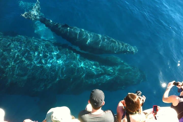 Maalaea Harbor Whale Watching: Two-Hour Humpback Cruises with Hydrophones photo 2