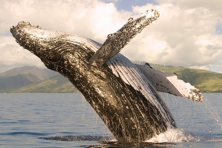 Deluxe Maui Whale-Watching Sail: Humpback Encounters from Ma'alaea Harbor