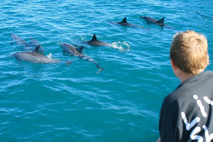 Lanai Snorkel and Dolphin Watch: Explore Maui’s Premier Marine Playground photo 2