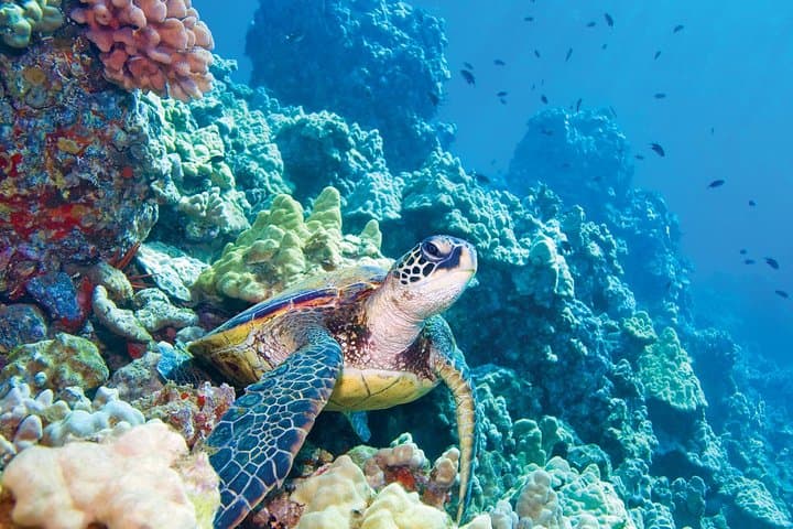 Molokini & Turtle Adventure: Small-group Snorkel from Ma'alaea Harbor photo 3