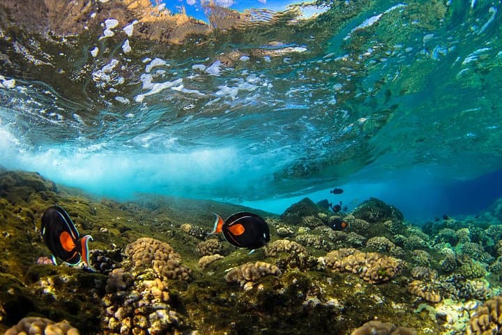 Molokini & Turtle Adventure: Small-group Snorkel from Ma'alaea Harbor photo 2