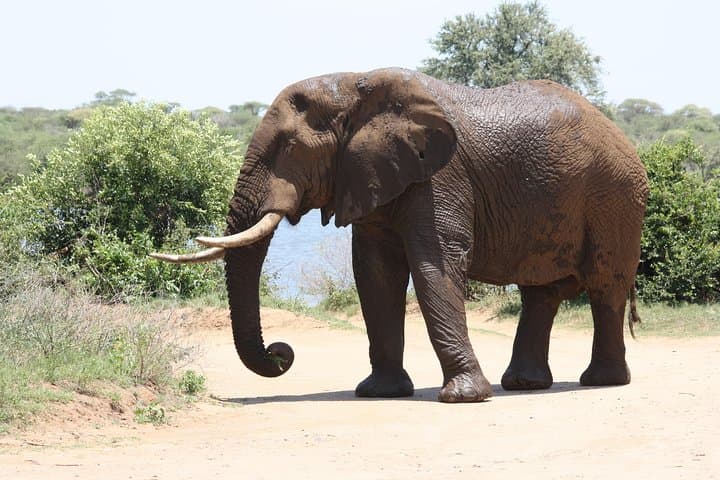Kruger Half-Day Game Drive: Early-Morning & Afternoon Safari in Kruger National Park photo 4