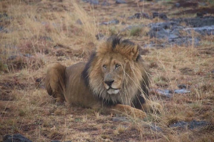 Full-Day Kruger National Park Game Drive — Big Five Safari from Hazyview photo 3