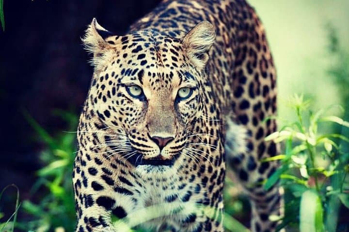 Kruger Half-Day Game Drive: Early-Morning & Afternoon Safari in Kruger National Park photo 3