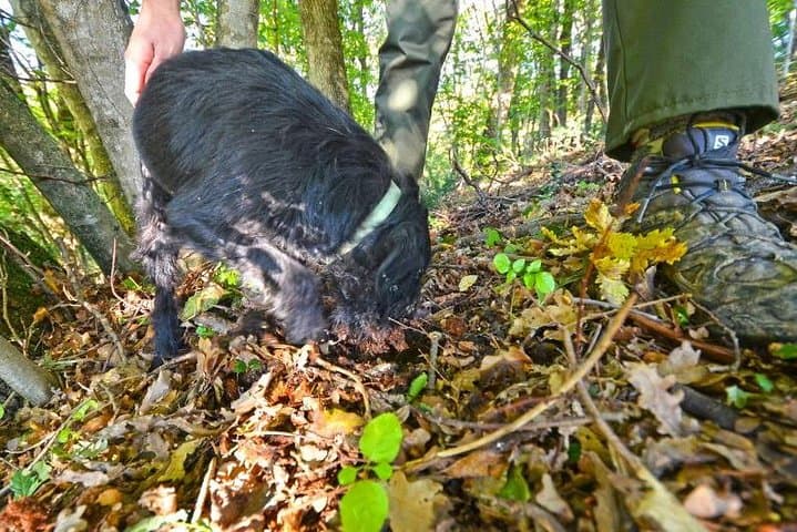 Guided Truffle Hunt in Istria: Day Trip from Zagreb with Tasting