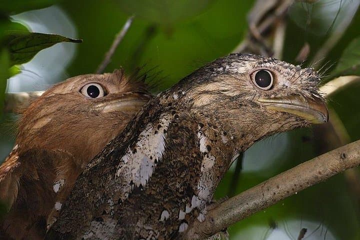 Kerala Bird Watching Tour — Thattekad & Kumarakom Birding Adventure