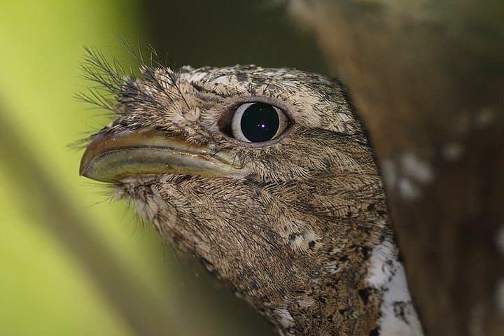 Kerala Bird Watching Tour — Thattekad & Kumarakom Birding Adventure photo 2