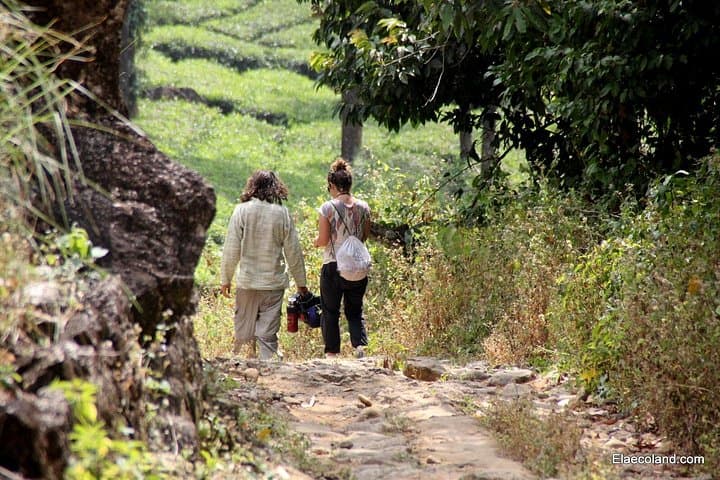 Half-Day Top Valley Trek in Munnar: Tea Terraces, Shola Trails & Misty Views