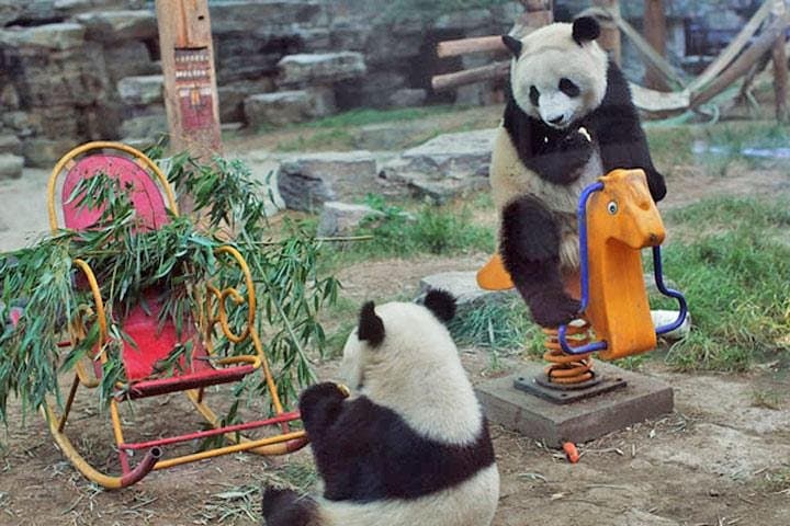 Chengdu Panda Base and Leshan Giant Buddha: Private Day Tour to See Pandas and the World's Tallest Stone Buddha photo 2