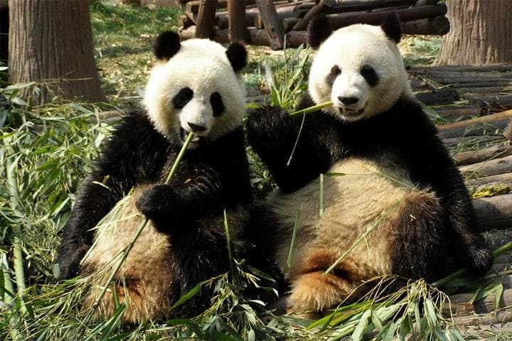 Volunteer with Giant Pandas at Dujiangyan Panda Base — Day Program from Chengdu
