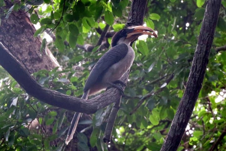 Sigiriya Birdwatching Walk: Countryside Birding Near Habarana photo 3